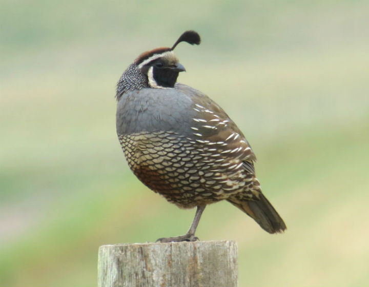 California Quail